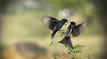 Love Is In The Air 网络短信免费版